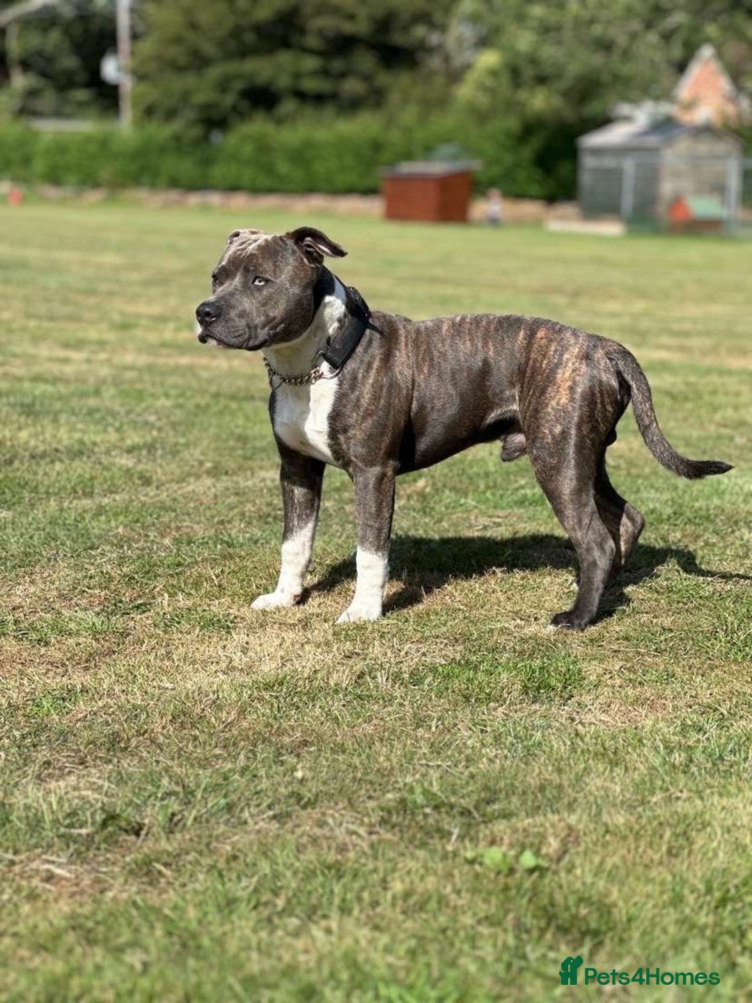 Staffordshire Bull Terrier dogs for stud: Mr roccco - Advert 5