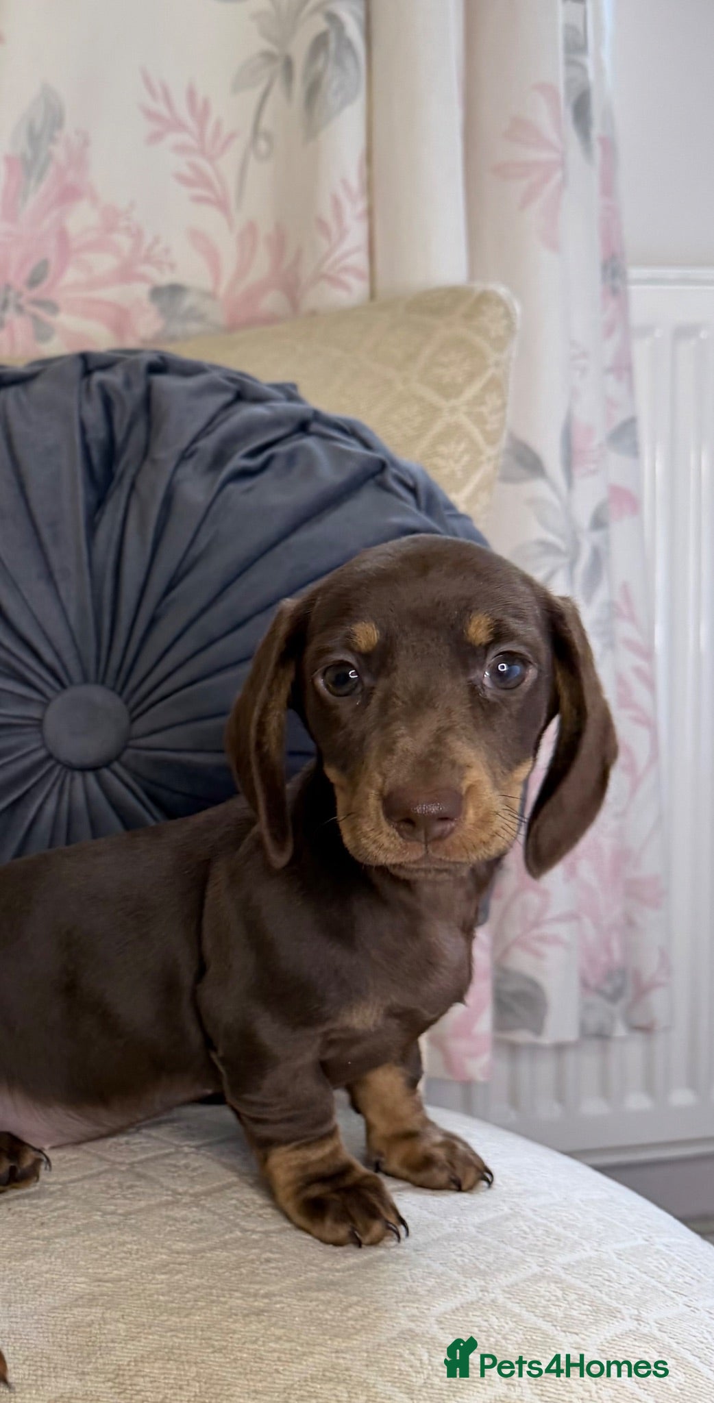 Miniature Dachshund dogs Miniature dachshund puppies - Advert 1