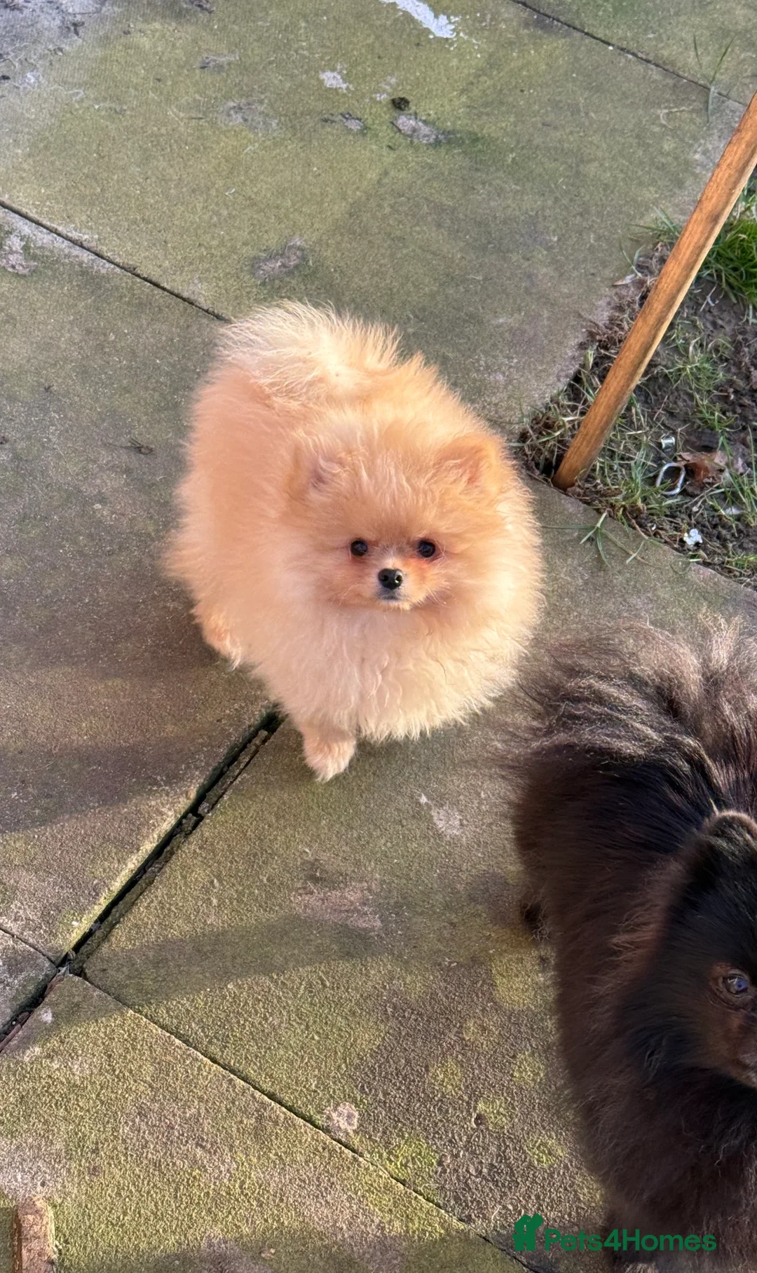 Pomeranian dogs for sale: Beautiful fluffy pomeranian boy - Advert 2