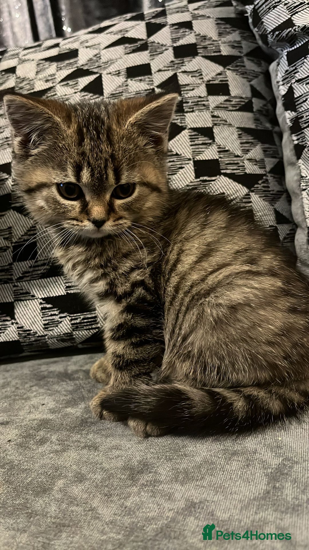 British Shorthair cats for sale: British Shorthair kitten  - Advert 6