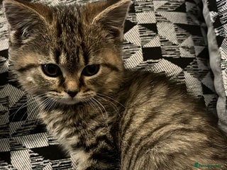 British Shorthair cats British Shorthair kitten - Advert 10