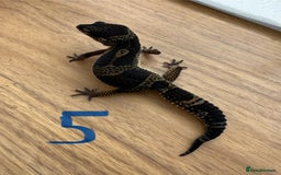 Gecko reptiles for sale: Leopard geckos  - Advert 6