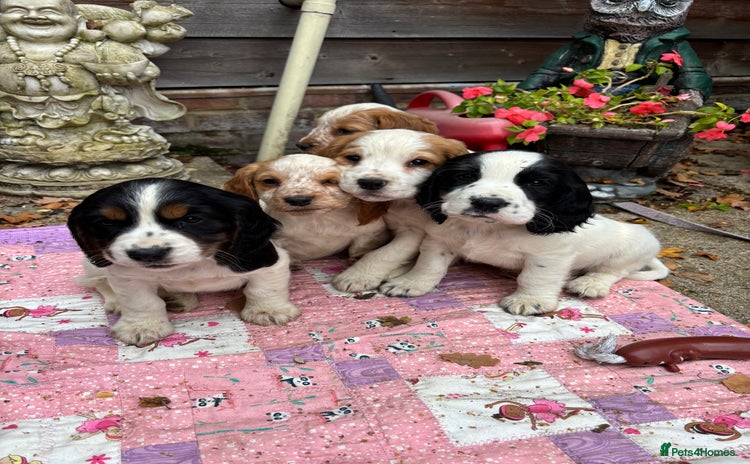 Sprocker dogs - Advert 11