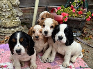 Sprocker dogs - Advert 2