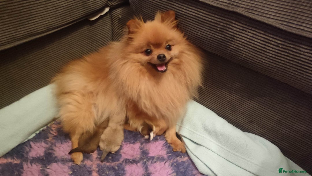 Pomeranian dogs for sale: Top Quality -KC registered  - Image 21