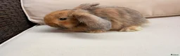 Mixed Breed rabbits for sale: Baby rabbits in Fareham - Advert 11