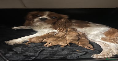 Cavapoo dogs - Advert 9