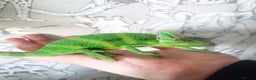 Chameleon reptiles for sale: 4yr Male Veiled Chameleon - Advert 8