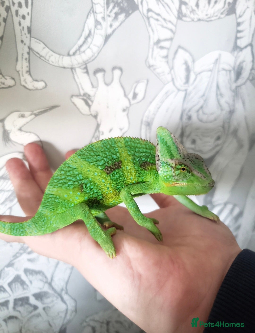 Chameleon reptiles for sale: 4yr Male Veiled Chameleon - Advert 8
