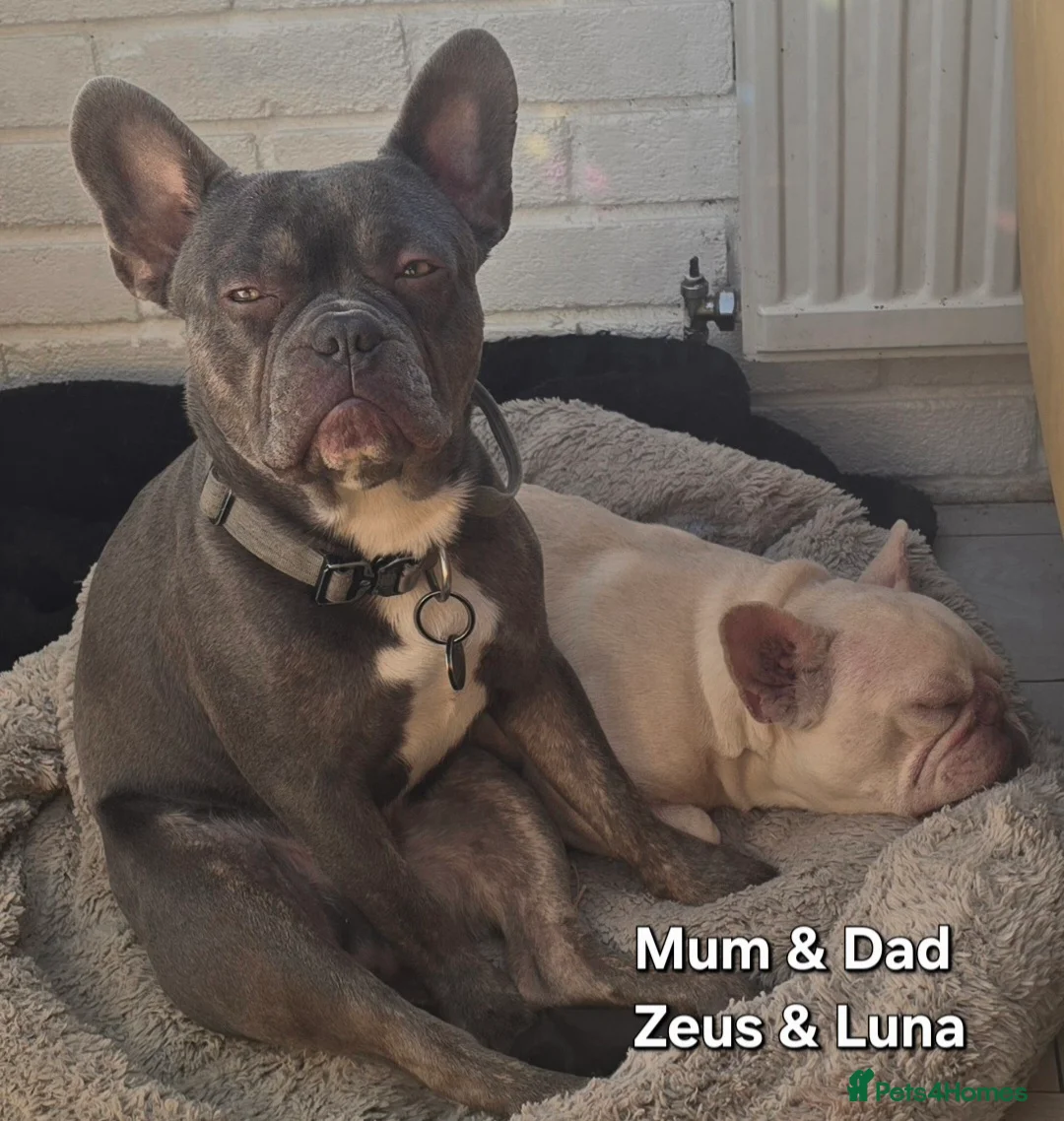 French Bulldog dogs for sale: Stunning Blue French Bulldog Puppies - Advert 25