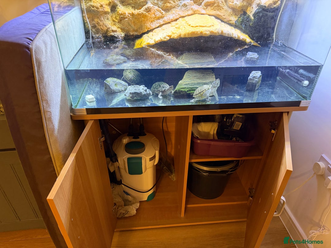 Turtle reptiles for sale: Full Turtle setup - Reptile One Turtle Pro 90 - Image 3