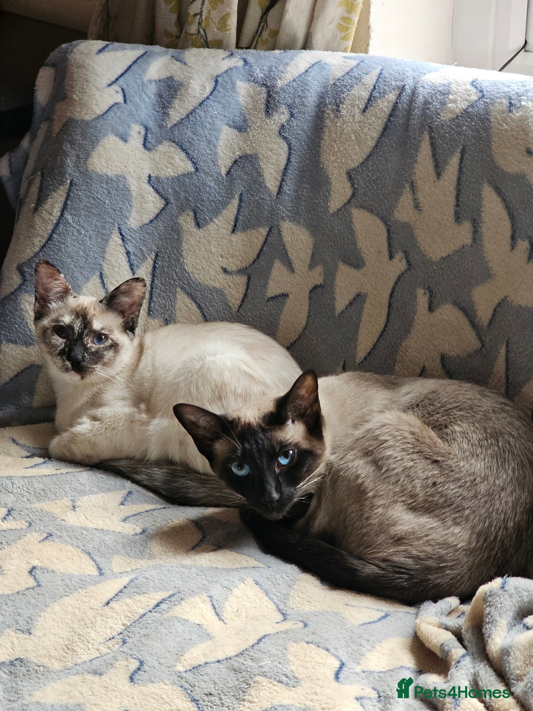 Sphynx cats for sale: Sphynx x Siamese kittens - Advert 12