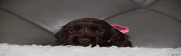 Cocker Spaniel dogs for sale: Kc Reg Show Type Cocker Spaniel  Health Tested - Advert 35