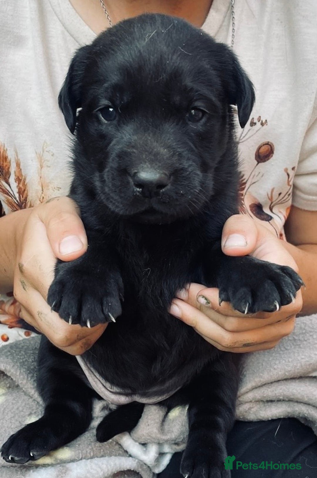 Labrador Retriever dogs for sale: Labrador puppies  - Image 6