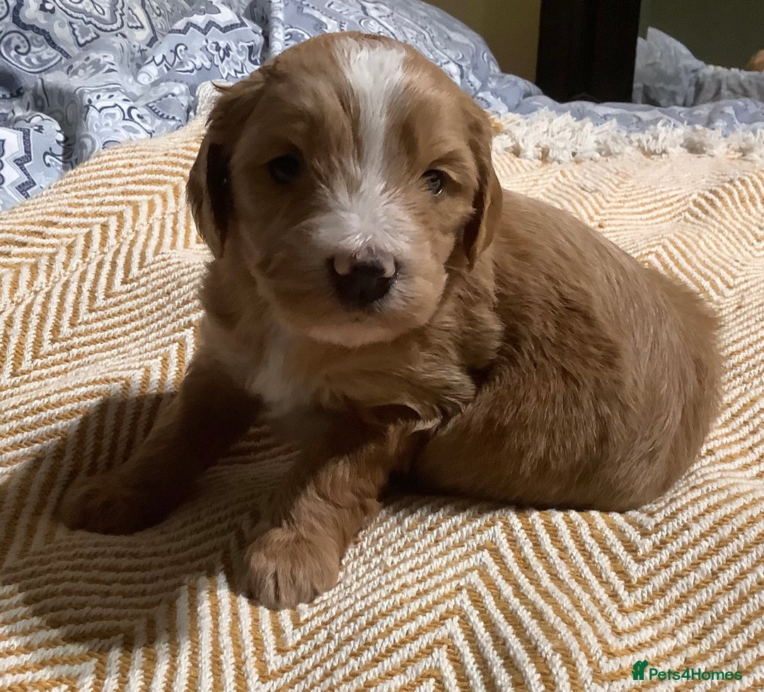 Mixed Breed dogs for sale: AUSTRALIAN LABRADOODLE PUPPIES - Advert 5