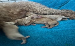 Cockapoo dogs for sale: Beautiful litter of tiny chunky Cockapoo puppies  - Image 21
