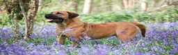 Boerboel dogs for sale: Waitlist now open - due early October in Horsham - Advert 5