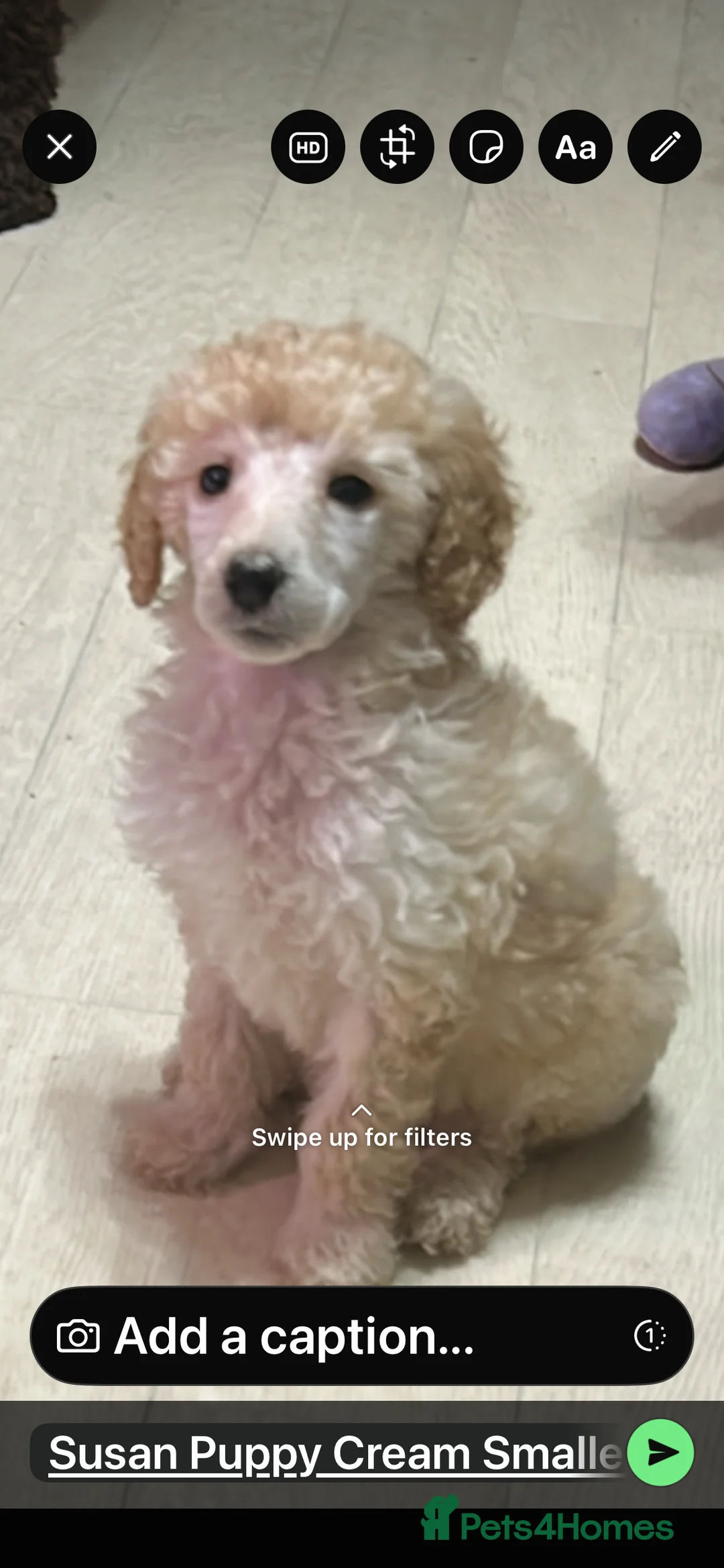 Mixed Breed dogs for sale: Poodle pup - Advert 1