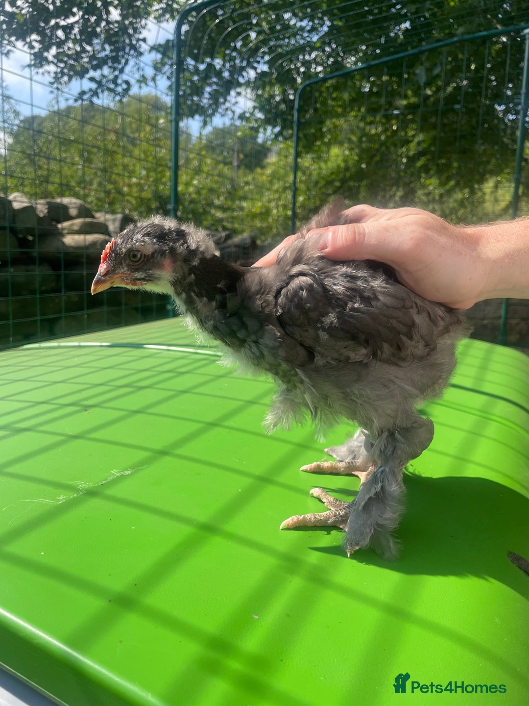 Chickens poultry for sale: Roosters looking for homes  - Image 3