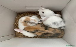 Mini Lop rabbits for sale: mini lop babies - Image 4
