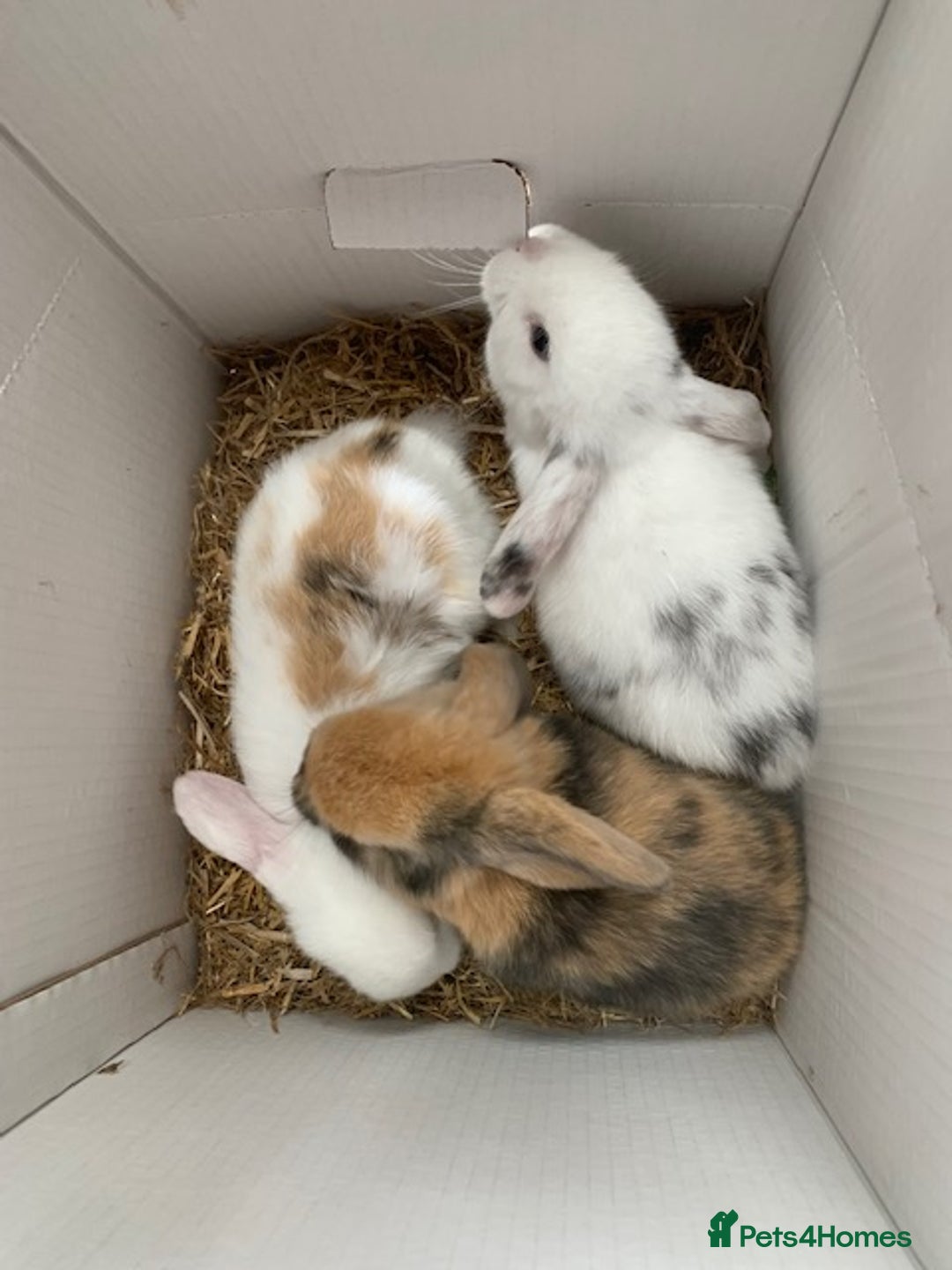 Mini Lop rabbits for sale: mini lop babies - Image 4