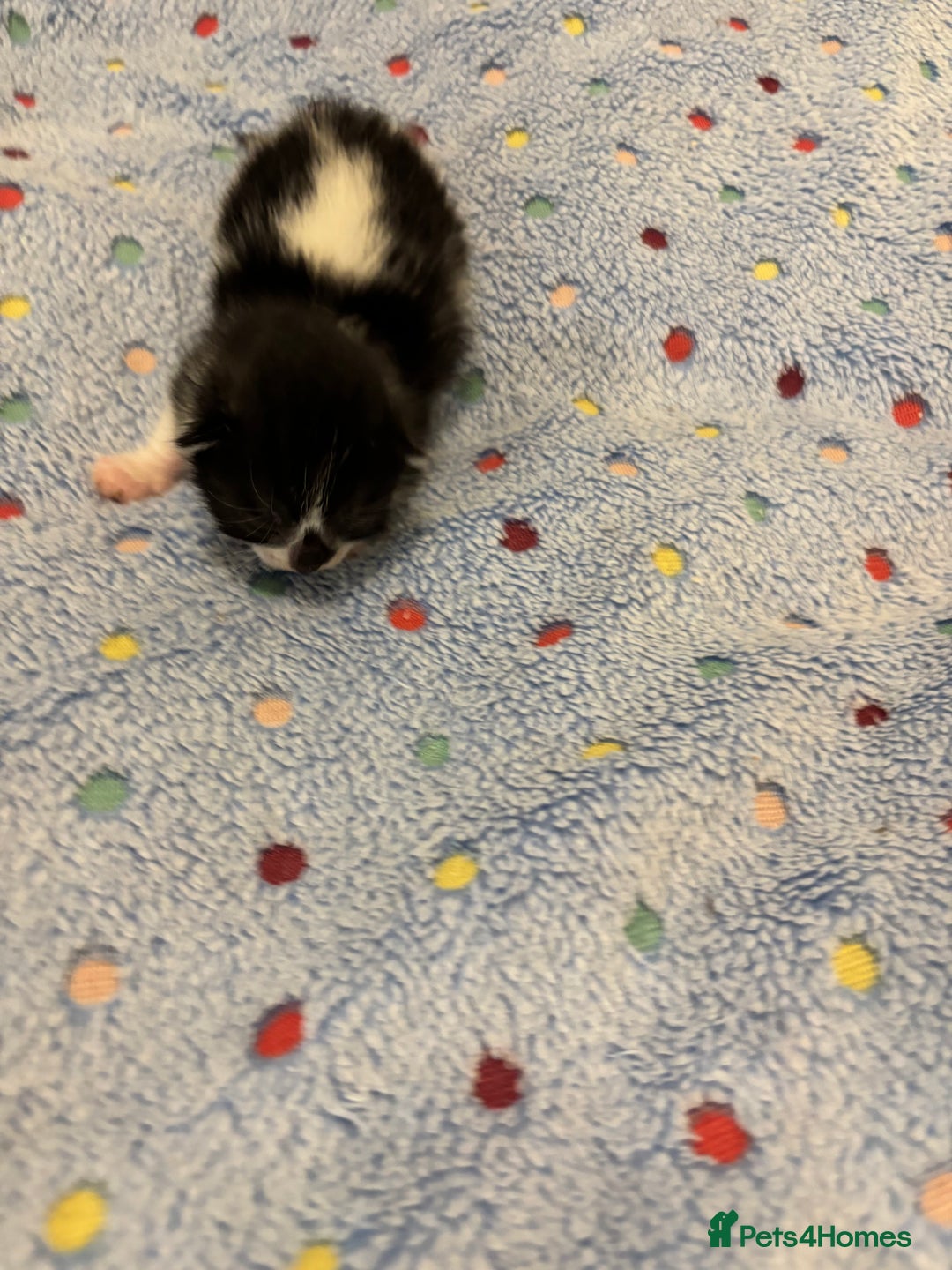 Mixed Breed cats for sale: Beautiful kittens for sale 🥰 - Advert 11