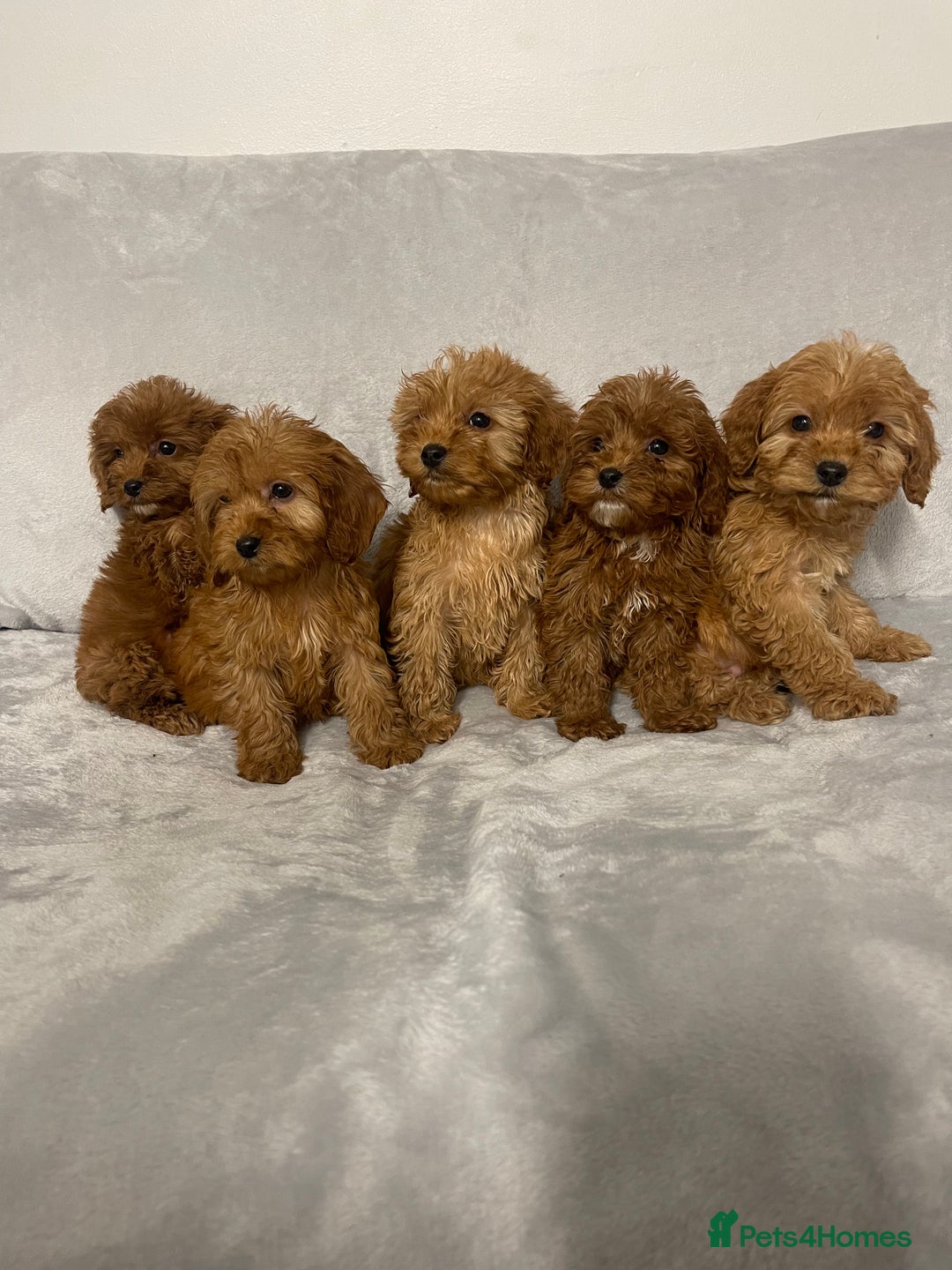 Cockapoo dogs for sale: 5 beautiful cockapoos  - Advert 1