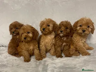 Cockapoo dogs 5 beautiful cockapoos - Advert 3