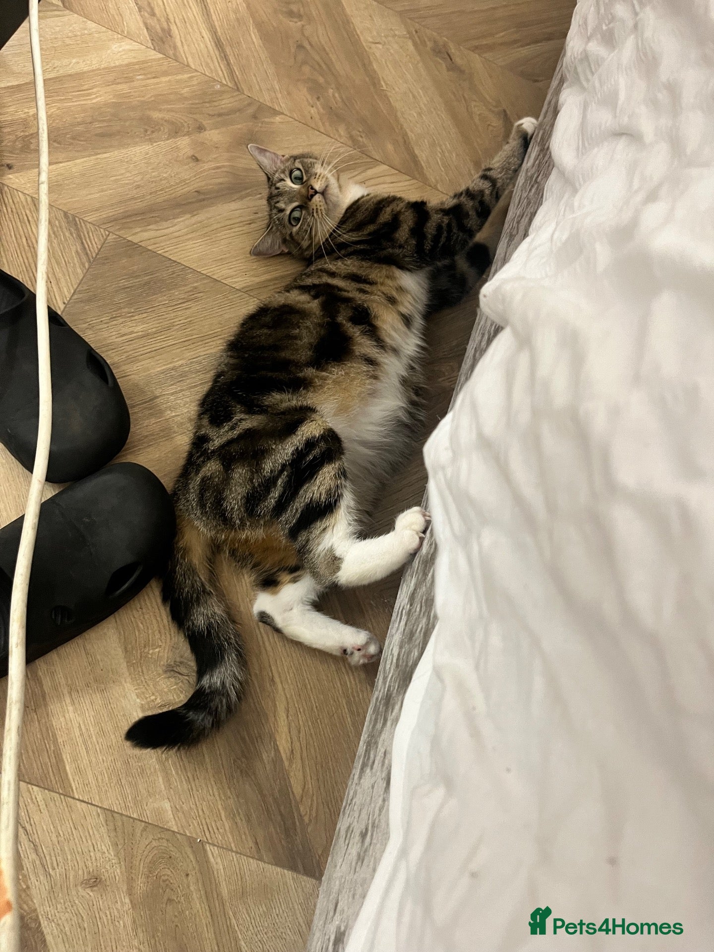 Mixed Breed cats STUNNING GREY AND WHITE TABBY BABIES FOR SALE✨ - Advert 3