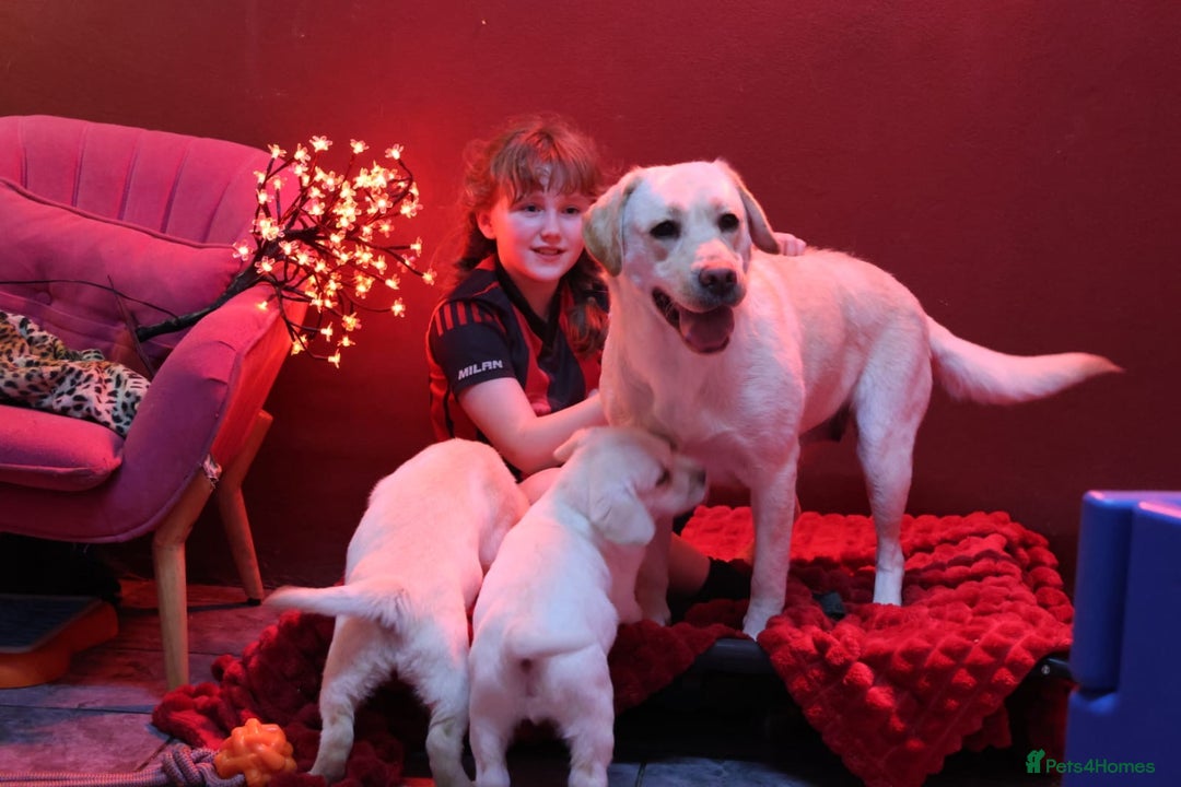 Golden Retriever dogs for sale: Health Tested, champion bloodlines Great with Kids - Advert 21