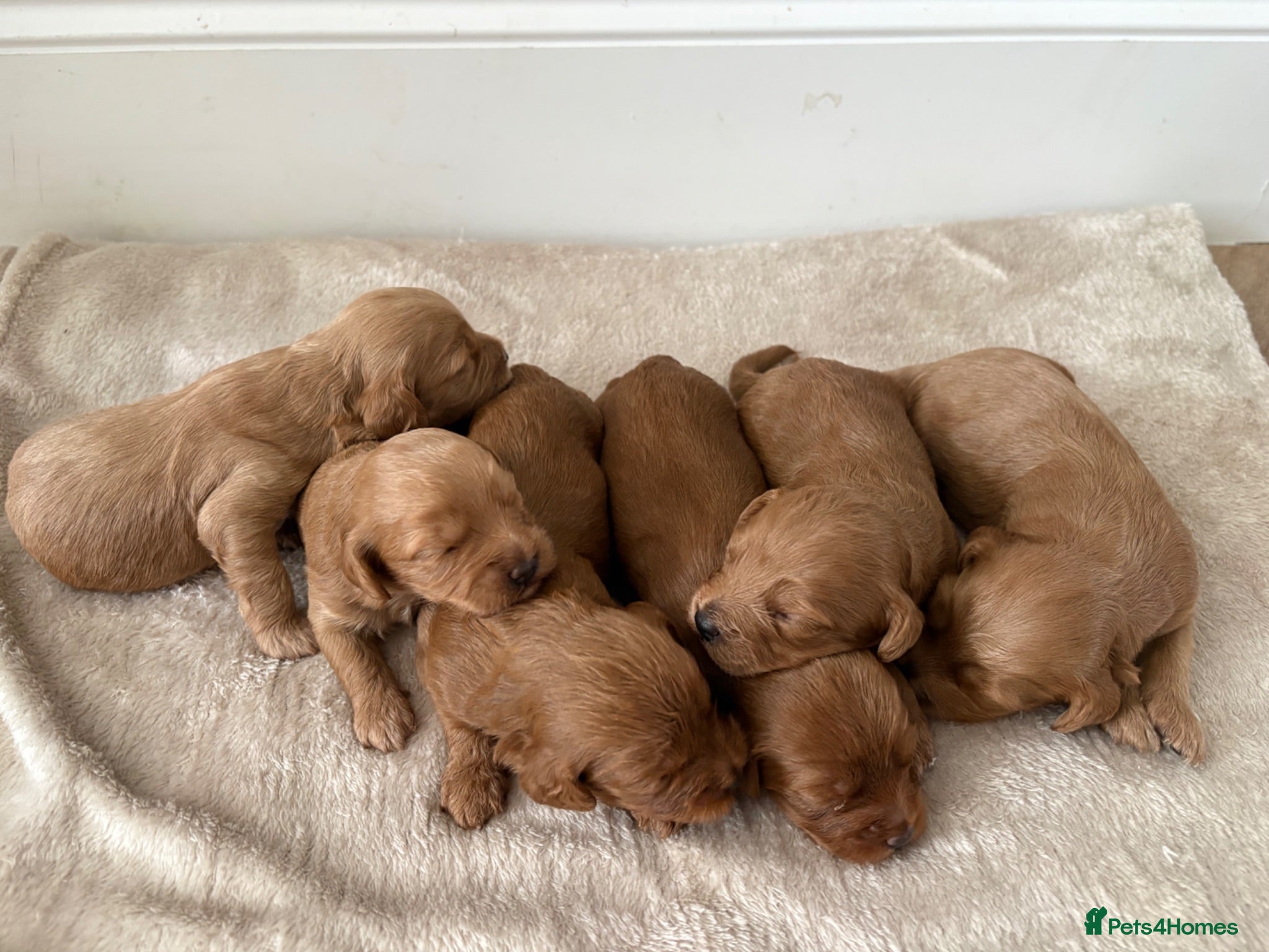 Cockapoo dogs F1 Cockapoo puppies looking for they forever home  - Advert 2