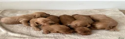 Cockapoo dogs for sale: Cockapoo puppies looking for they forever home  in Tredegar - Advert 20