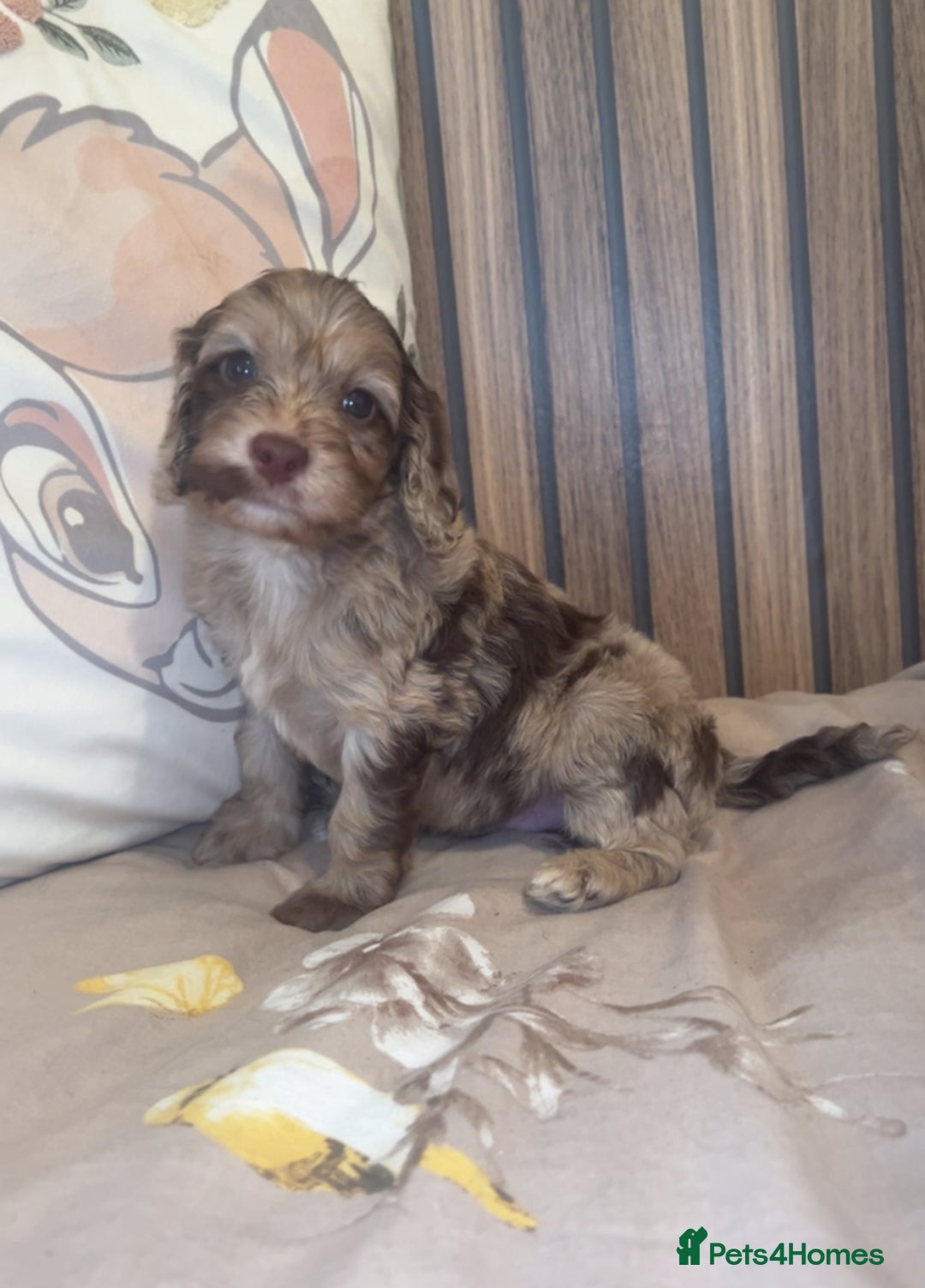 Cockapoo dogs for sale: Miniature toy poodle cockapoos available soon ❤️ - Image 1