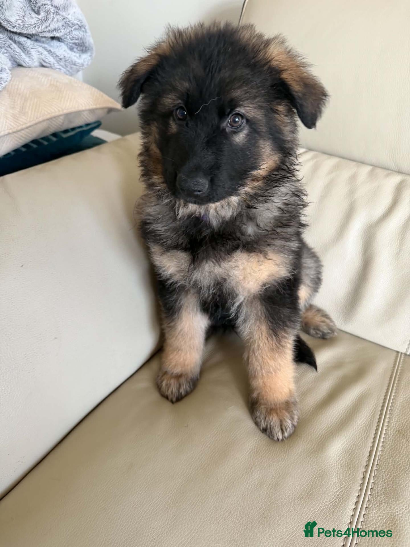 German Shepherd dogs for sale:  Pedigree German Shepherd pups straight backed - Advert 2
