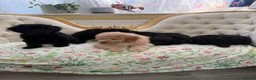 Cockapoo dogs for sale: Stunning F1B Cockapoos - DNA Clear- READY TO LEAVE - Advert 1
