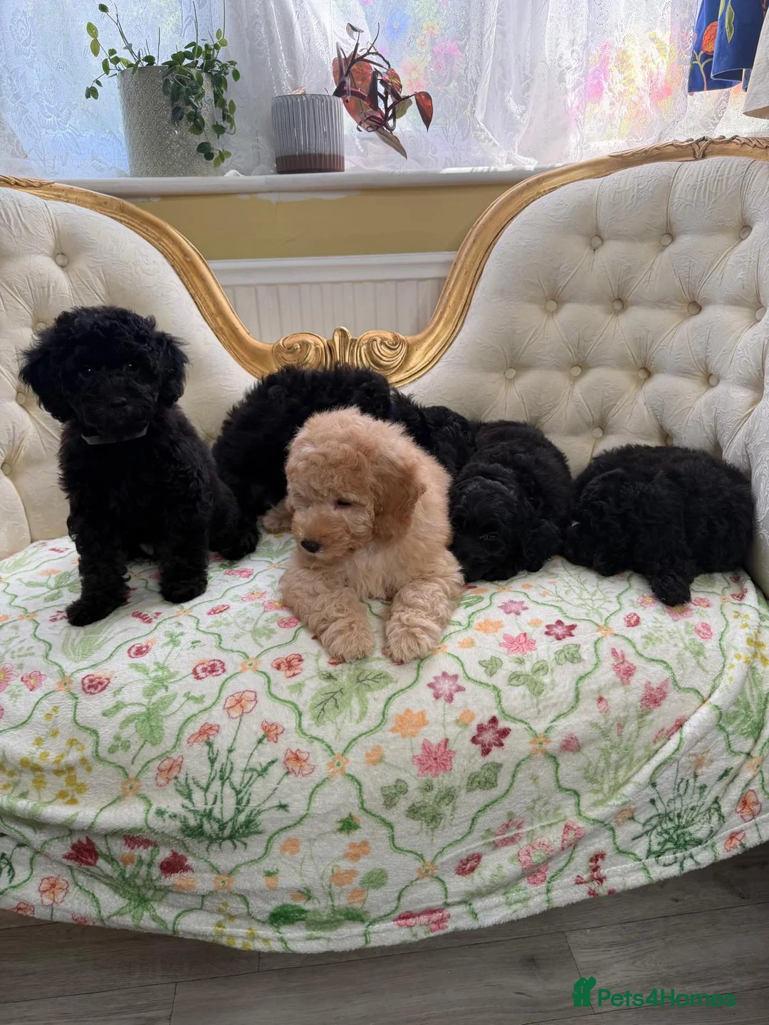 Cockapoo dogs for sale: Stunning F1B Cockapoos - DNA Clear- READY TO LEAVE - Advert 1