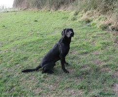 Labrador Retriever dogs - Advert 6