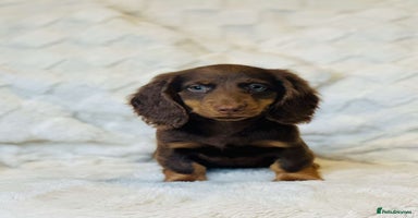 Miniature Dachshund dogs - Advert 8