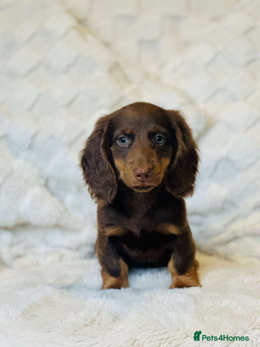 Miniature Dachshund dogs for sale: Long Haired miniature dachshunds - Image 3