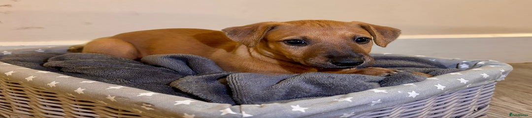 Mixed Breed Puppy 5