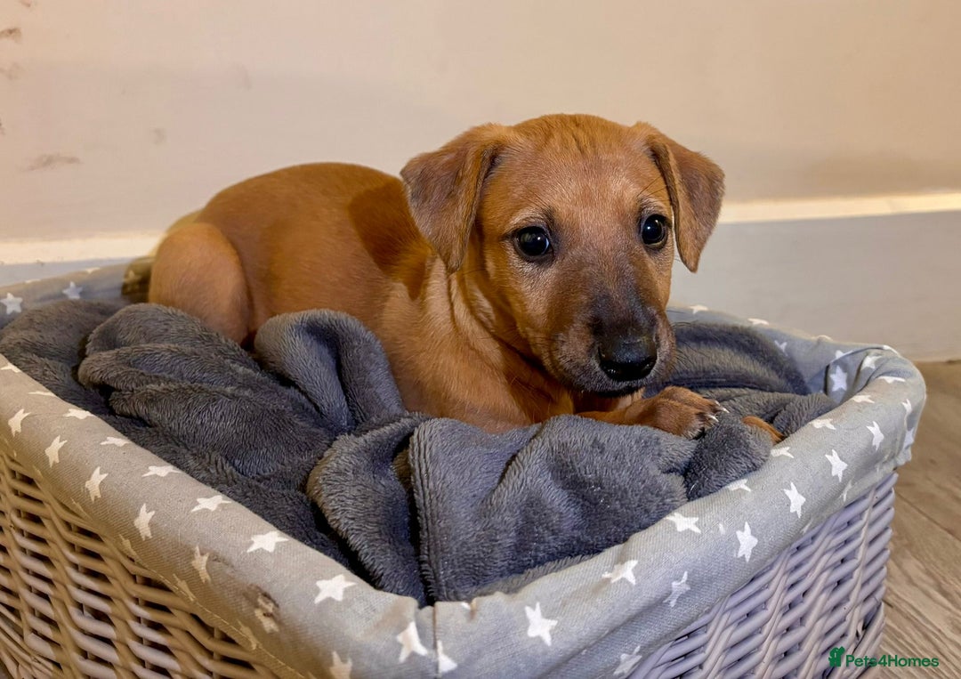 Mixed Breed dogs for sale: Lurcher Puppies  - Image 2