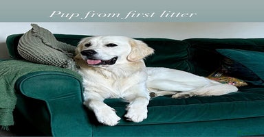 Golden Retriever dogs - Advert 8