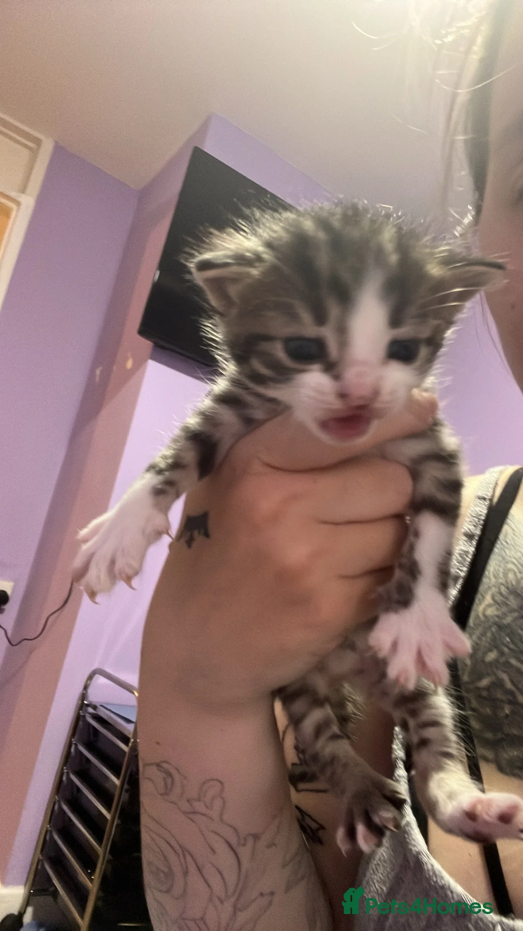 Domestic Shorthair cats for sale: Domestic Shorthair kittens  in Pontefract - Advert 2