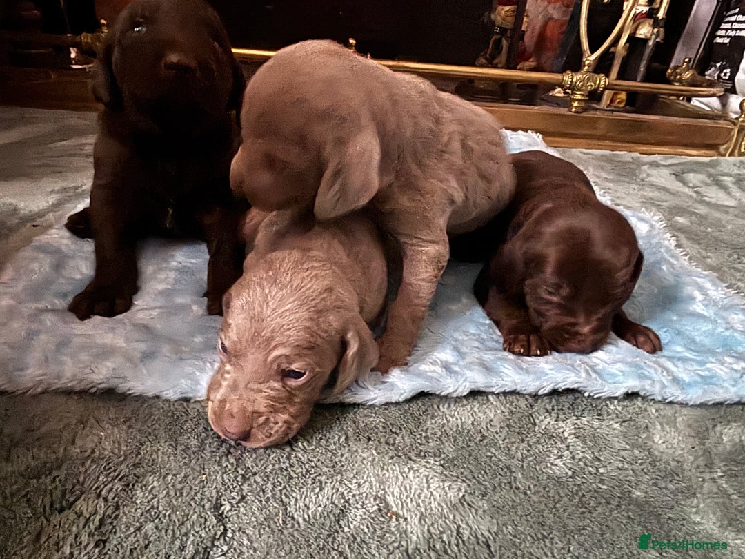 Mixed Breed dogs for sale: Weimardoodle - Image 14