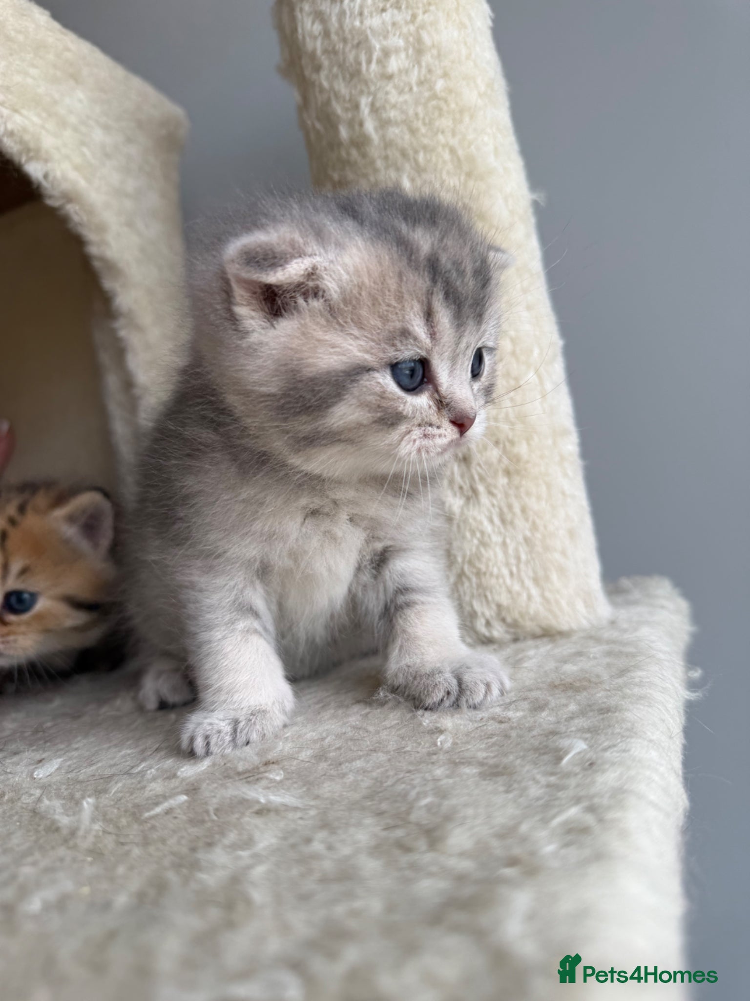 Scottish Fold cats Stunning Scottish fold/Scottish straight kittens🥰 - Advert 1