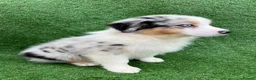 Australian Shepherd dogs for sale: Australian Shepherd Puppies  - Advert 11