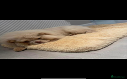 Chow Chow dogs for sale: 🔥 UK best Lilac platinum 🧸 chow chows KC  - Image 10