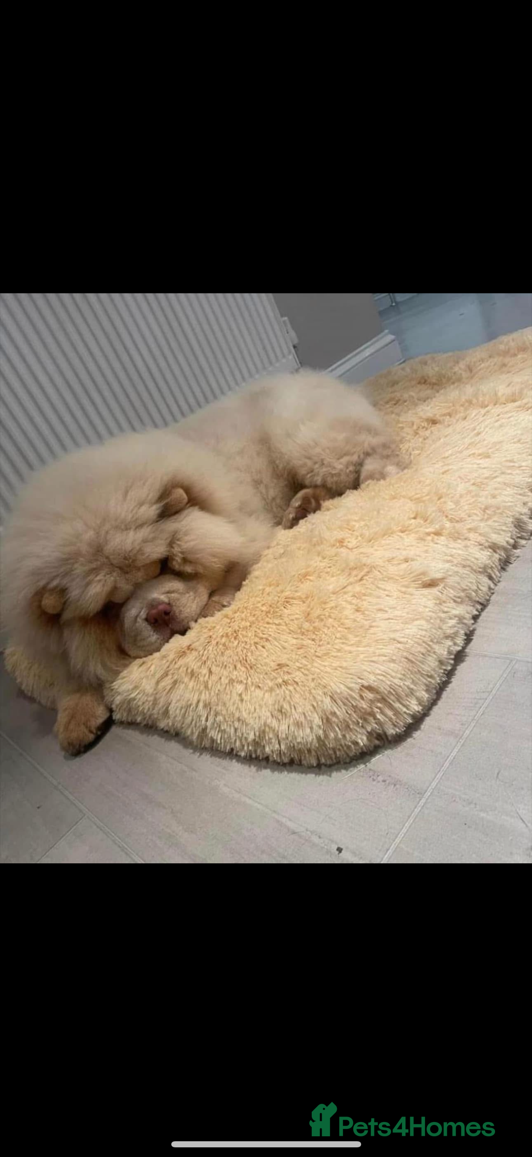 Chow Chow dogs for sale: 🔥 UK best Lilac platinum 🧸 chow chows KC  - Image 10