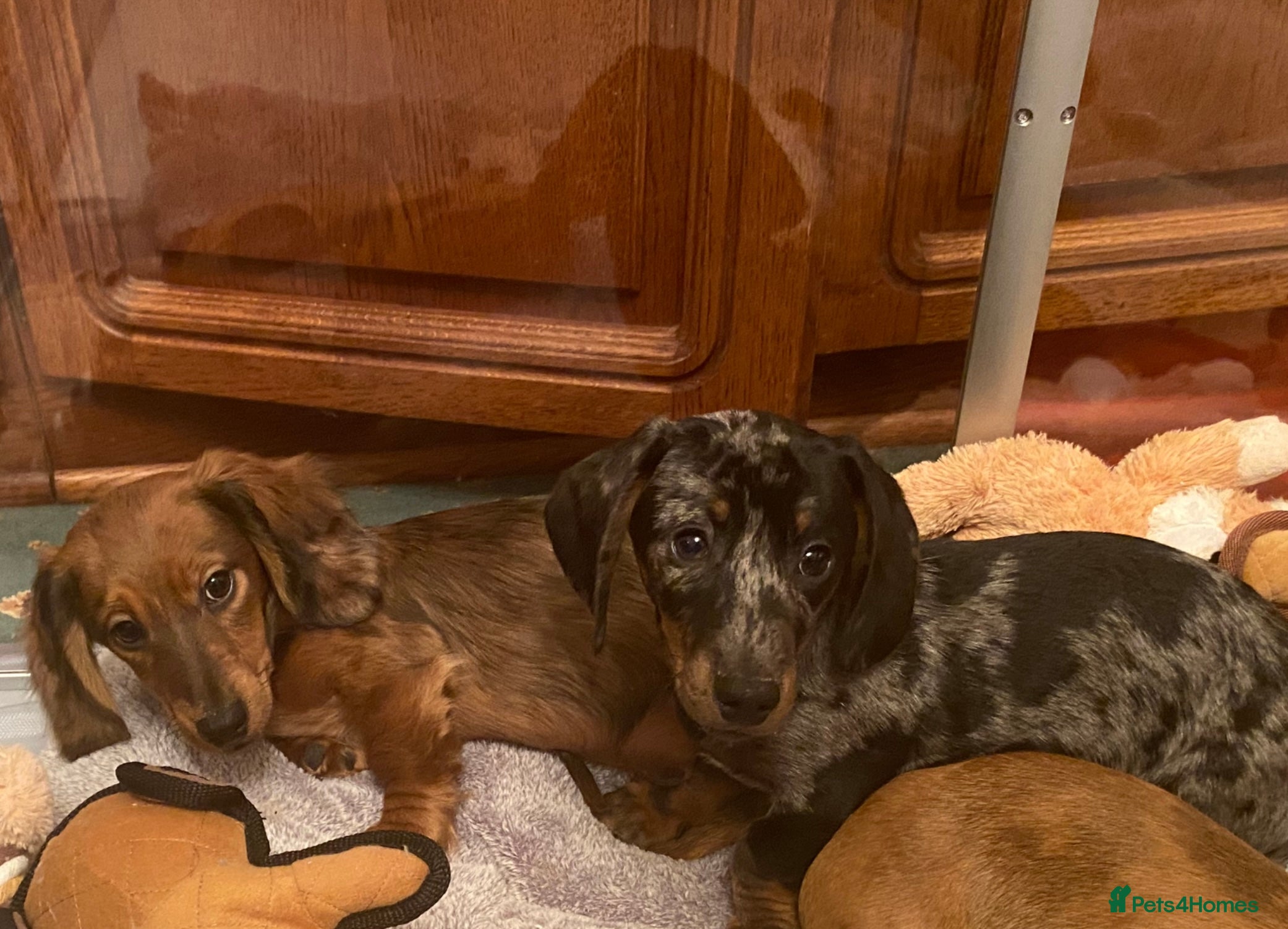 Miniature Dachshund dogs MINIATURE DACHSHUND PUPPIES  - Advert 2