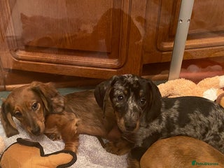 Miniature Dachshund dogs MINIATURE DACHSHUND PUPPIES - Advert 2